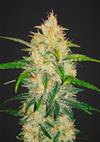 ZKITTLEZ AUTO   * FAST BUDS SEEDS  1 SEME FEM 