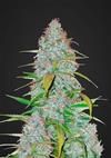 CALIFORNIAN SNOW * FAST BUDS SEEDS  1 SEME FEM 