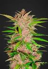 FASTBERRY * FAST BUDS SEEDS  1 SEME FEM 