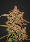 CRYSTAL METH  * FAST BUDS SEEDS  1 SEME FEM 