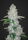 GORILLA GLUE AUTO  * FAST BUDS SEEDS  1 SEME FEM 