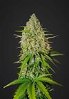 GRAPEFRUIT MATIC * FAST BUDS SEEDS  3 SEMI FEM 
