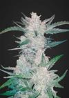 MEXICAN AIRLINES  * FAST BUDS SEEDS  1 SEME FEM 