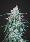 PINEAPPLE EXPRESS* FAST BUDS SEEDS  3 SEMI FEM 