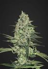 RHINO RYDER  * FAST BUDS SEEDS  1 SEME FEM 