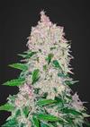 STARDAWG  * FAST BUDS SEEDS  5 SEMI FEM 