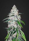 WEST COAST OG  * FAST BUDS SEEDS  1 SEME FEM 