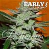 UNKNOWN KUSH  EARLY VERSION  * DELICIOUS SEEDS   3 SEMI FEM