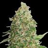 BCN CRITICAL XXL * SEEDSTOCKERS - 1 SEME FEM