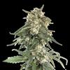 BCN CRITICAL XXL FAST * SEEDSTOCKERS CLASSIC  3 SEMI FEM