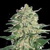 BIG BUD * SEEDSTOCKERS  100 SEMI FEM