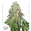 BANANA BLAZE ® * DUTCH PASSION - 3 SEMI FEM