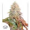 * DUTCH PASSION AUTO BANANA BLAZE ® 100 SEMI FEM