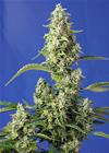 GORILLA GIRL XL AUTO® SWEET SEEDS  5 SEMI