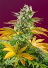 GORILLA GIRL F1 FAST VERSION ® * SWEET SEEDS FEMINIZED   5 SEMI 