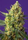 CRYSTAL CANDY XL AUTO® * SWEET SEEDS   5 SEMI FEM 