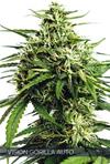 AUTO VISION GORILLA* VISION SEEDS  3 SEMI FEM