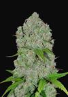 ORANGE SHERBET AUTO * FAST BUDS SEEDS - 3 SEMI FEM