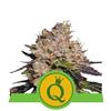 PURPLE QUEEN AUTO * ROYAL QUEEN SEEDS - 1 SEME FEM