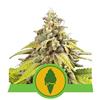 GREEN GELATO AUTOMATIC * ROYAL QUEEN SEEDS -1 SEME FEM