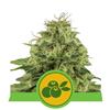 HAZE BERRY AUTOMATIC * ROYAL QUEEN SEEDS - 1 SEME FEM