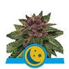 PURPLEMATIC CBD * ROYAL QUEEN SEEDS - 1 SEME FEM