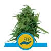 SOLOMATIC CBD AUTO * ROYAL QUEEN SEEDS - 1 SEME FEM