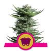 SHINING SILVER HAZE * ROYAL QUEEN SEEDS - 1 SEME FEM 