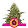 NORTHERN LIGHT * ROYAL QUEEN SEEDS - 3 SEMI FEM 