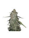 AUTO GORILLA CREAM * MR HIDE SEEDS - 25 SEMI FEM