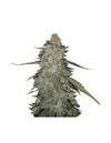 AUTO GORILLA CREAM * MR HIDE SEEDS - 1 SEME FEM