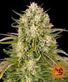 WEDDING CAKE AUTO * BARNEY'S FARM - 1 SEME FEM