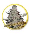 AUTO GELATO ICE * MR HIDE SEEDS - USA STRAINS - 1 SEME FEM