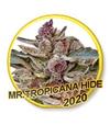 MR. TROPICANA HIDE * MR HIDE SEEDS - USA STRAINS - 100 SEMI FEM