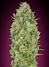 AUTO BUBBLE GUM XXL * 00 SEEDS -  3 SEMI FEM