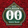 AUTO WHITE WIDOW XXL * 00SEEDS - 25 SEMI FEM