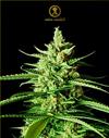 AK-01 * ANACONDA SEEDS - 1 SEME FEM.