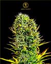 AMNESIA HAZE * ANACONDA SEEDS - 5 SEMI FEM.