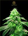 HYPNOTIC * ANACONDA SEEDS - 3 SEMI FEM.