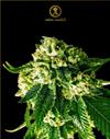 RUSSIAN GOLD * ANACONDA SEEDS - 10 SEMI FEM.