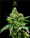 WHITE WIDOW * ANACONDA SEEDS - 1 SEME FEM.