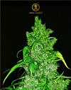 ANACONDA AUTO * ANACONDA SEEDS - 1 SEME FEM