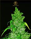 ANACONDA AUTO * ANACONDA SEEDS - 3 SEMI FEM