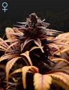 DEEP CANDY CBD * GREEN HOUSE FEMINIZED - 1 SEME FEM