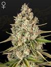 LOST PEARL * GREEN HOUSE FEMINIZED - 10 SEMI FEM.