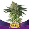 LEBRON HAZE * BSF SEEDS - 7 SEMI FEM