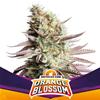 ORANGE BLOSSOM * BSF SEEDS - 4 SEMI FEM