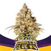 GORILLA GLUE #4 * BSF SEEDS - 4 SEMI FEM