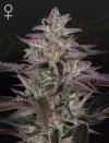 BANANA KRUMBLE * GREEN HOUSE SEEDS - 1 SEME FEM