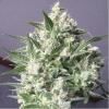 AUTO WHITE GOLD 18K AUTO LIMITED EDITION* BIOLOGICAL SEEDS  1 SEME FEM